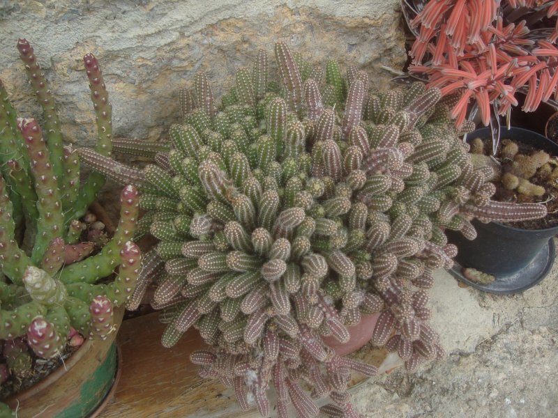 Chamaecereus silvestrii