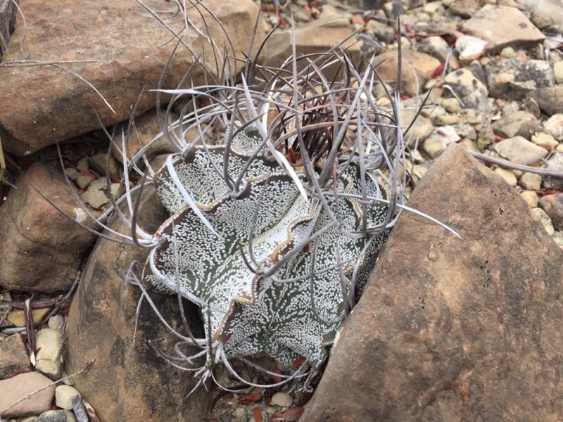 Echinocactus capricornis
