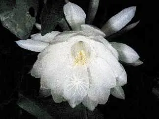 Epiphyllum spp