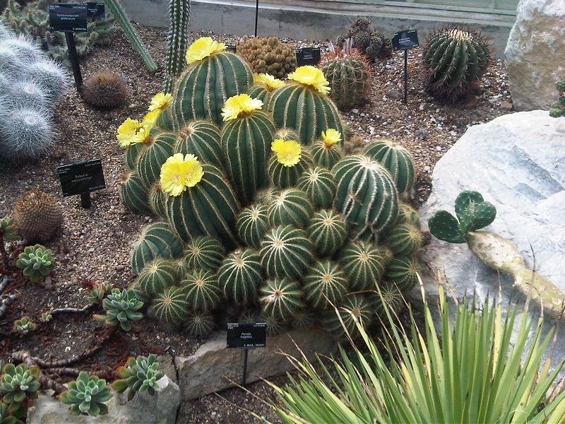 Eriocactus spp