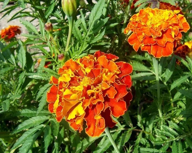 Tagetes patula