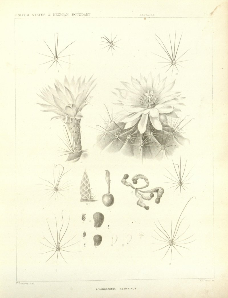 Hamatocactus setispinus