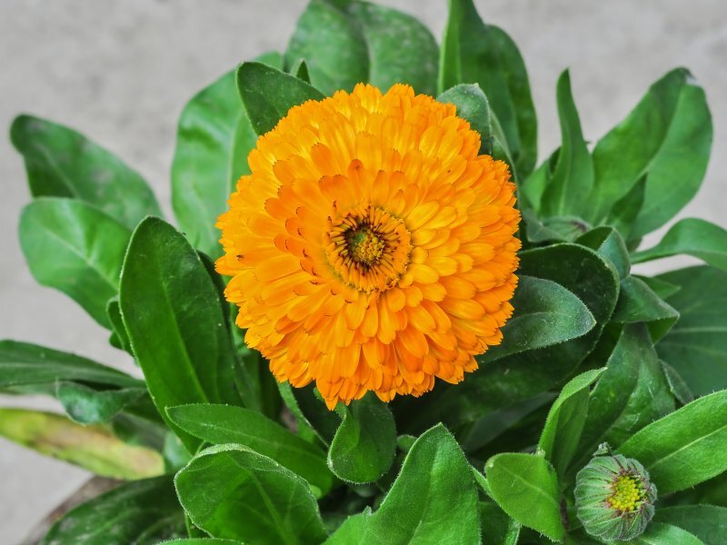 Calendula officinalis