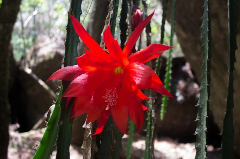 Disocactus speciosus