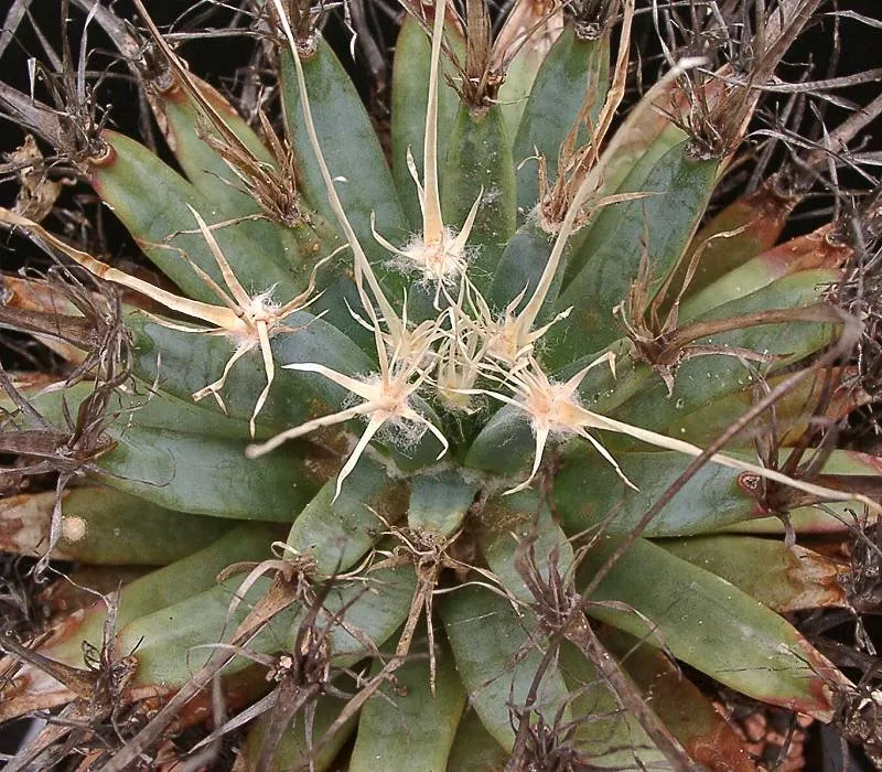 Leuchtenbergia spp