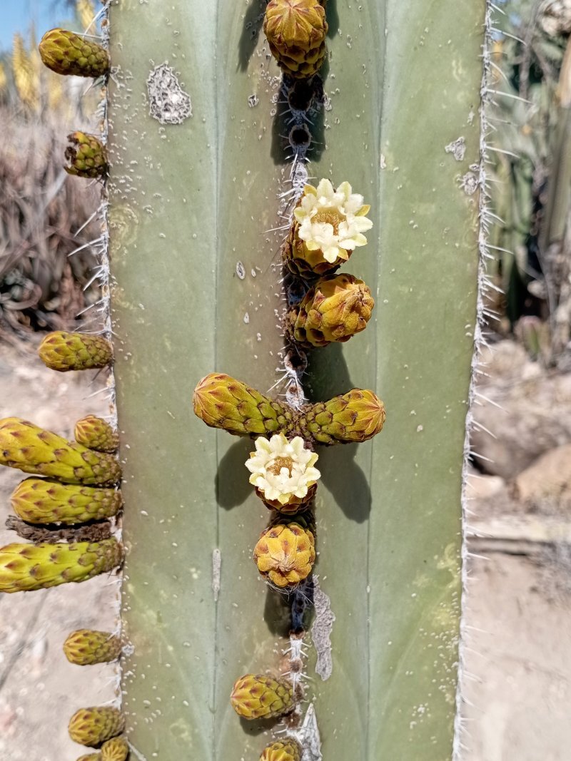 Lophocereus spp