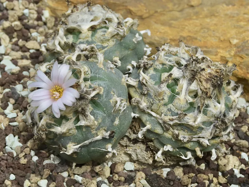 Lophophora williamsii