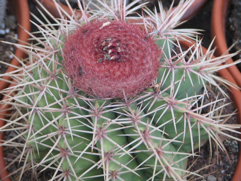 Melocactus spp