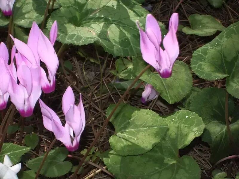 Cyclamen persicum