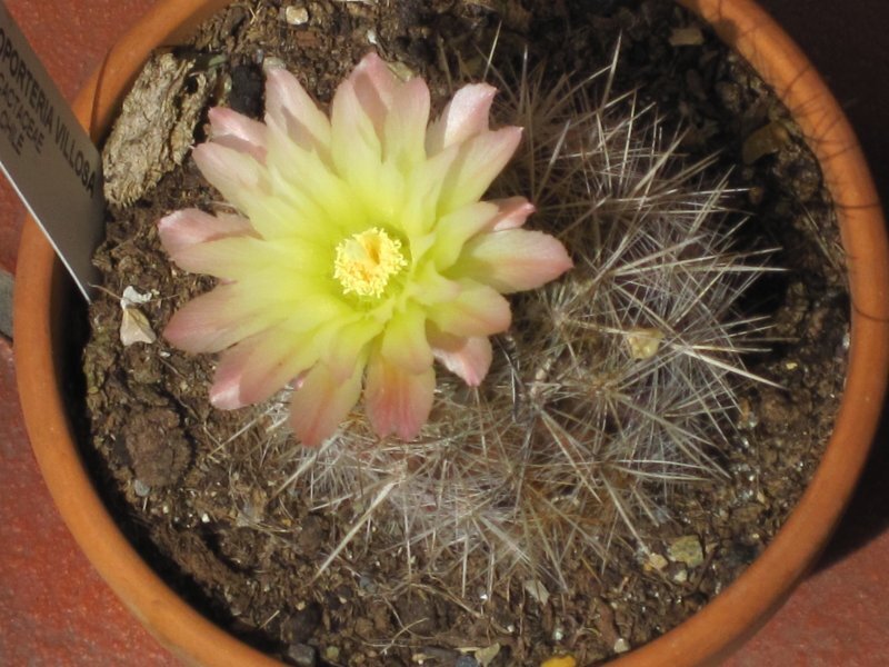 Neoporteria spp