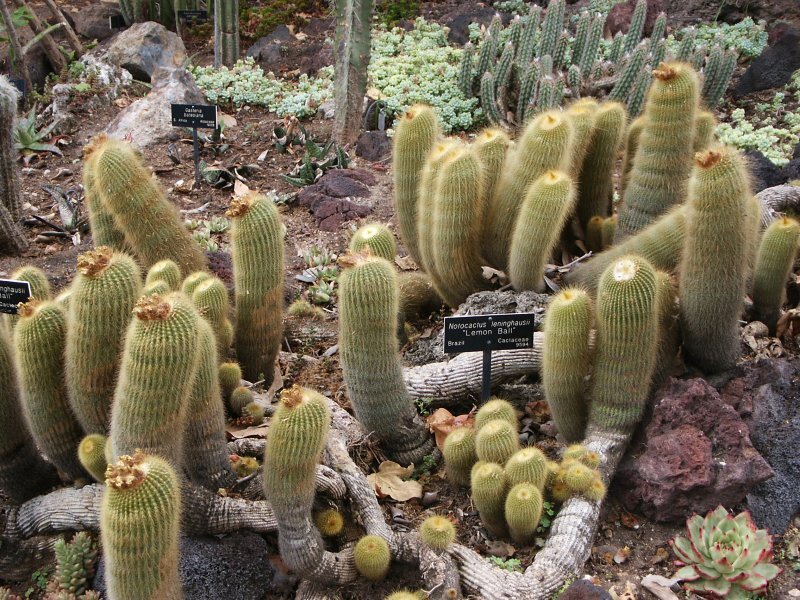 Notocactus leninghausii