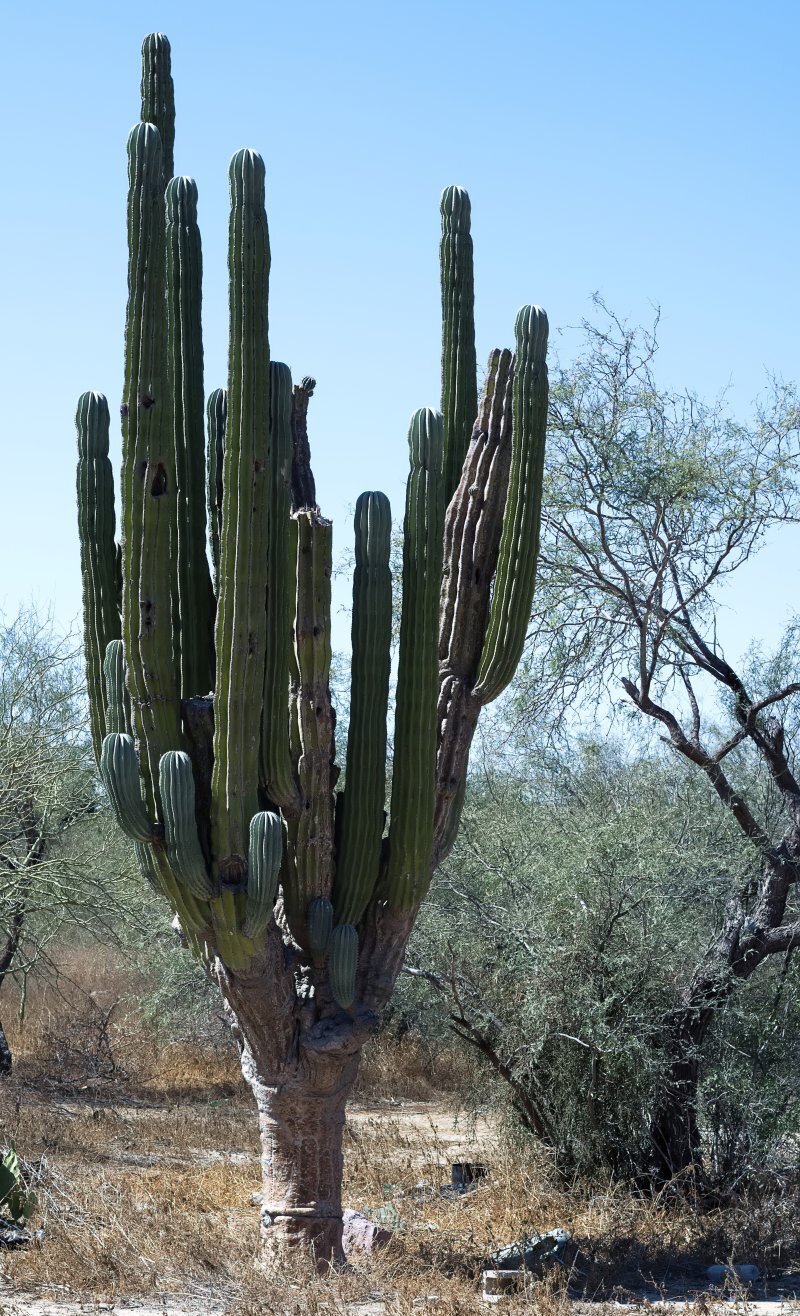 Pachycereus spp.