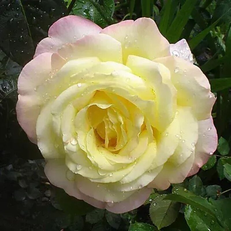Rosa 'Peace'