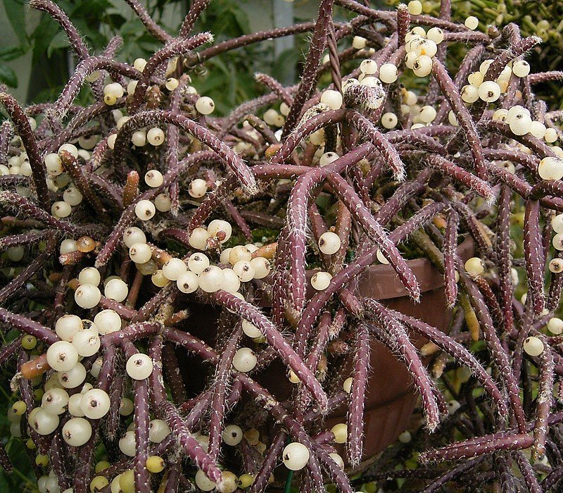 Rhipsalis spp