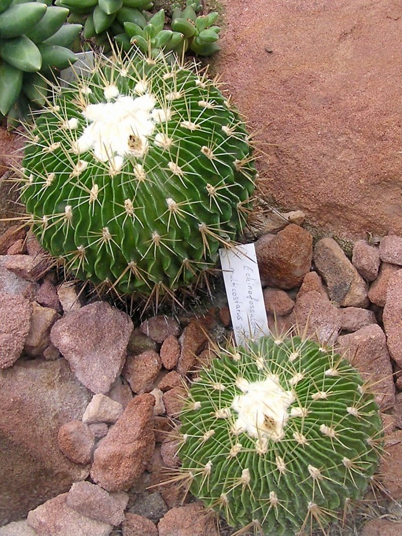 Stenocactus spp.
