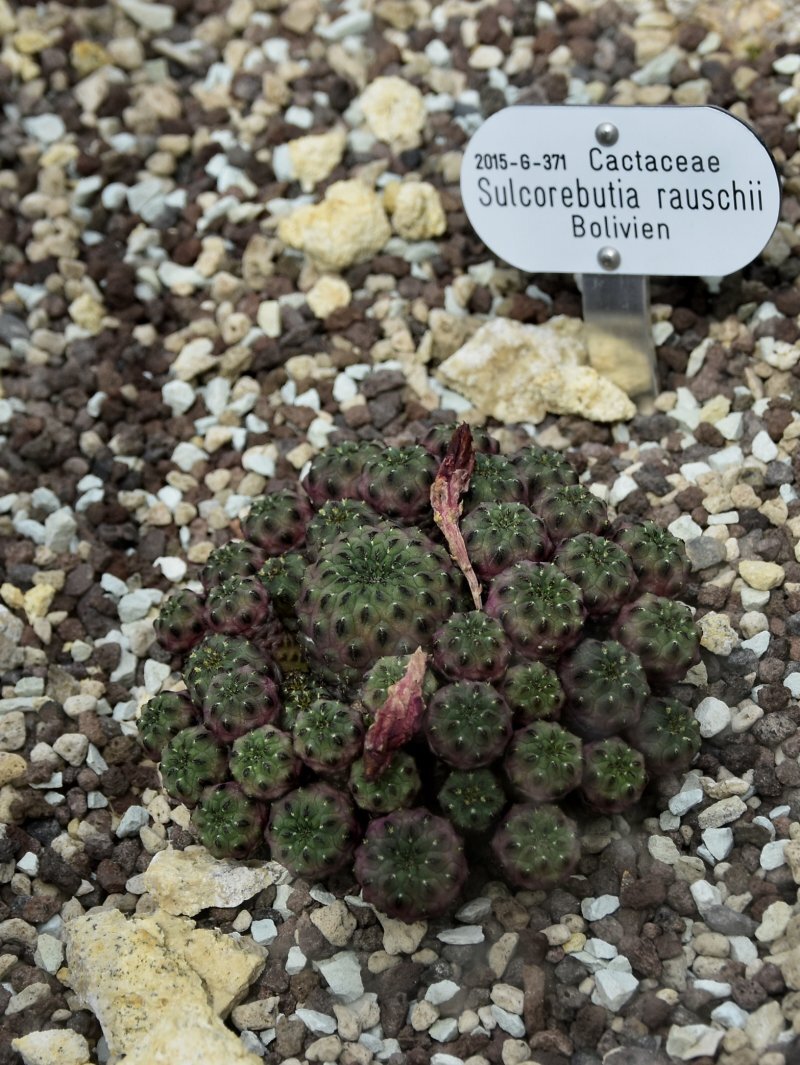 Sulcorebutia rauschii