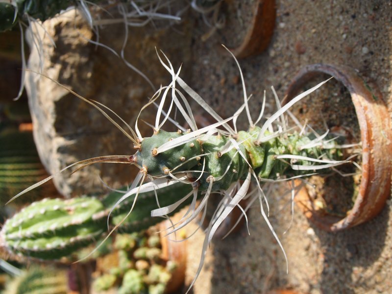 Tephrocactus articulatus