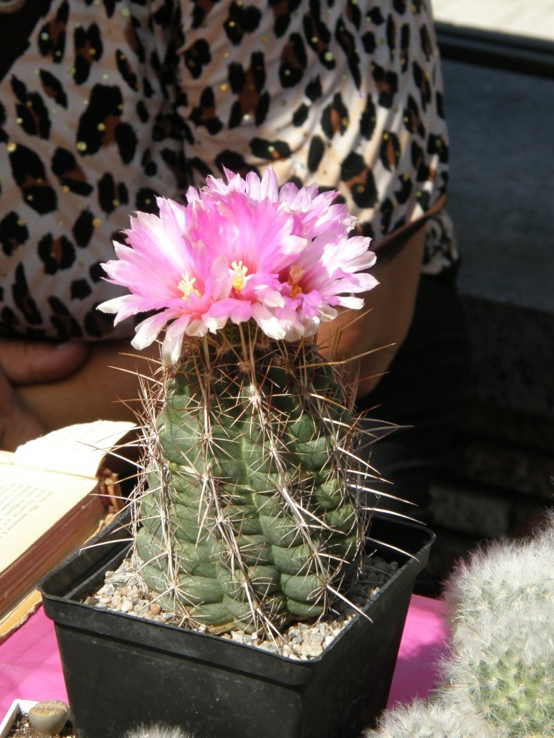 Thelocactus bicolor