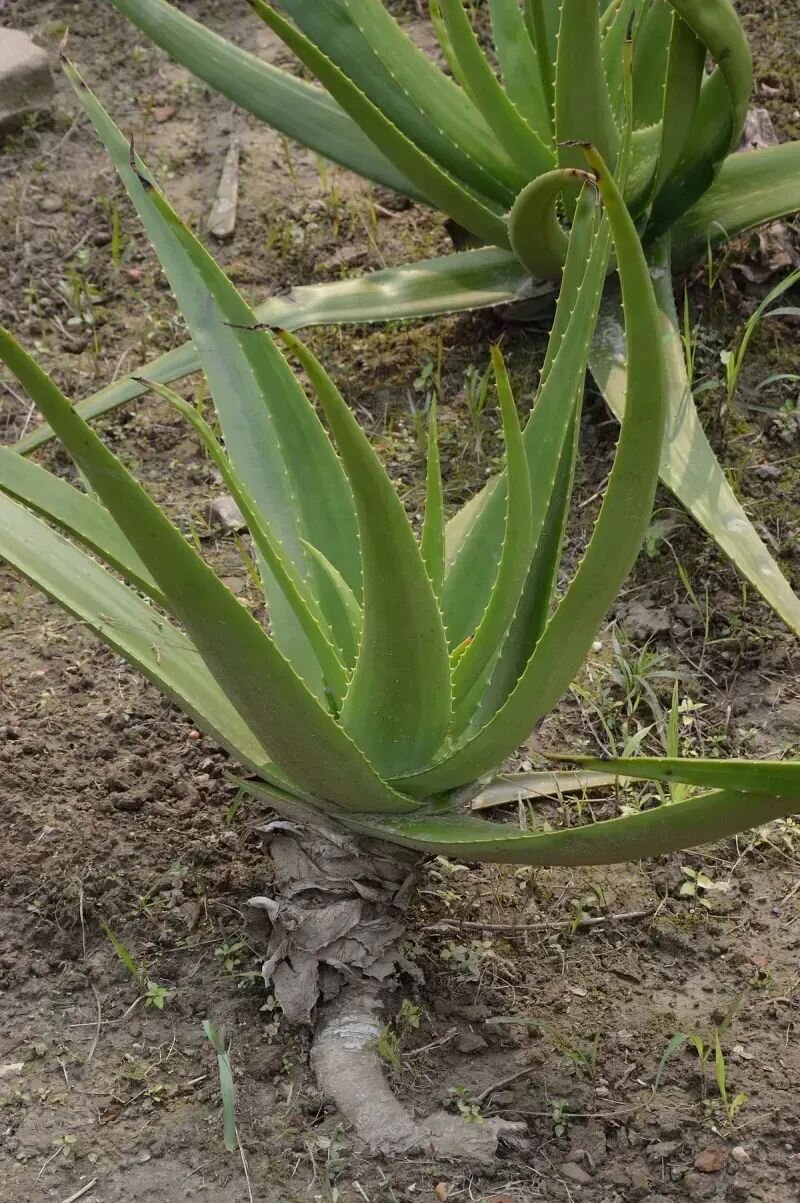 Aloe vera