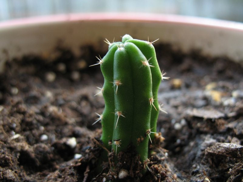 Trichocereus pachanoi