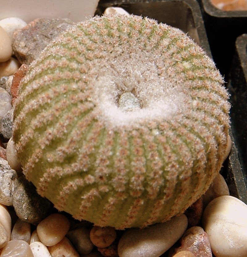 Yavia cryptocarpa