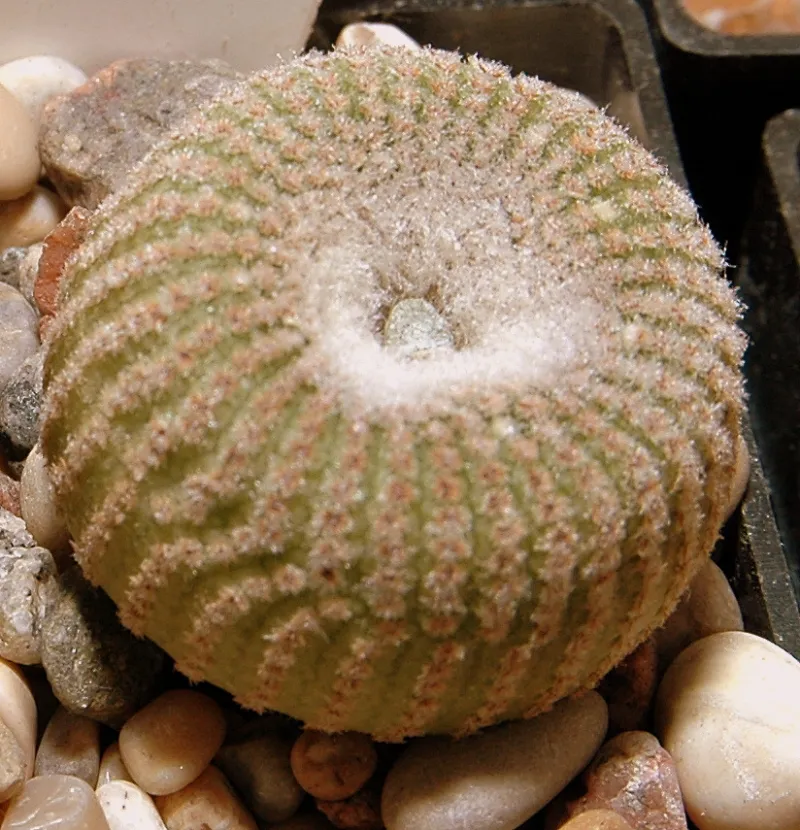 Yavia cryptocarpa