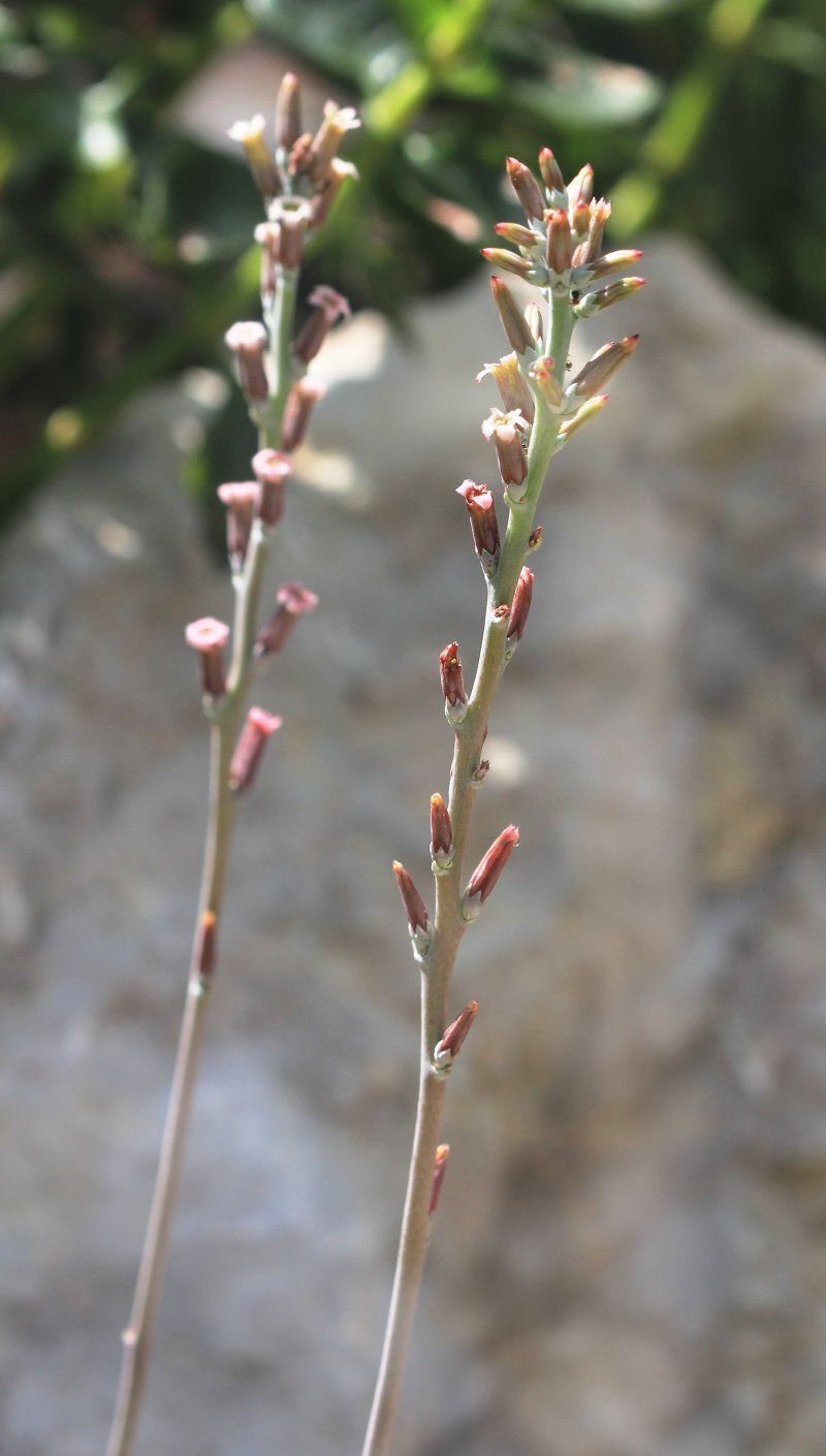 Adromischus cooperi