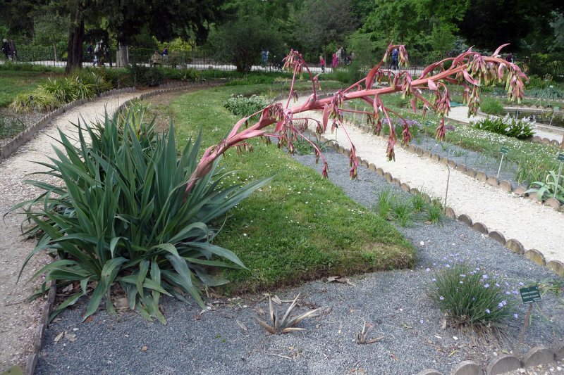 Beschorneria yuccoides