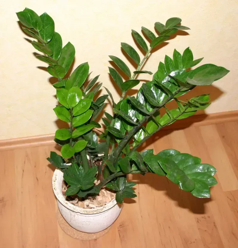 Zamioculcas zamiifolia