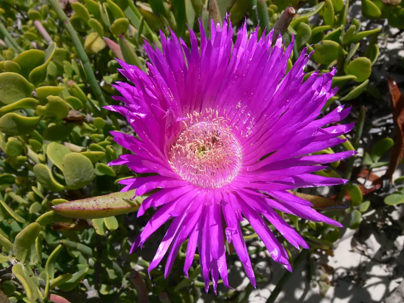 Carpobrotus acinaciformis