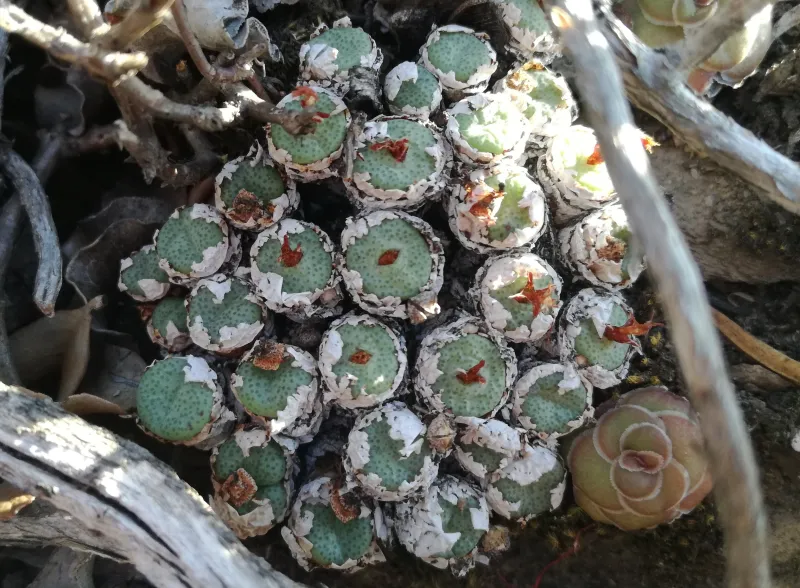 Conophytum spp
