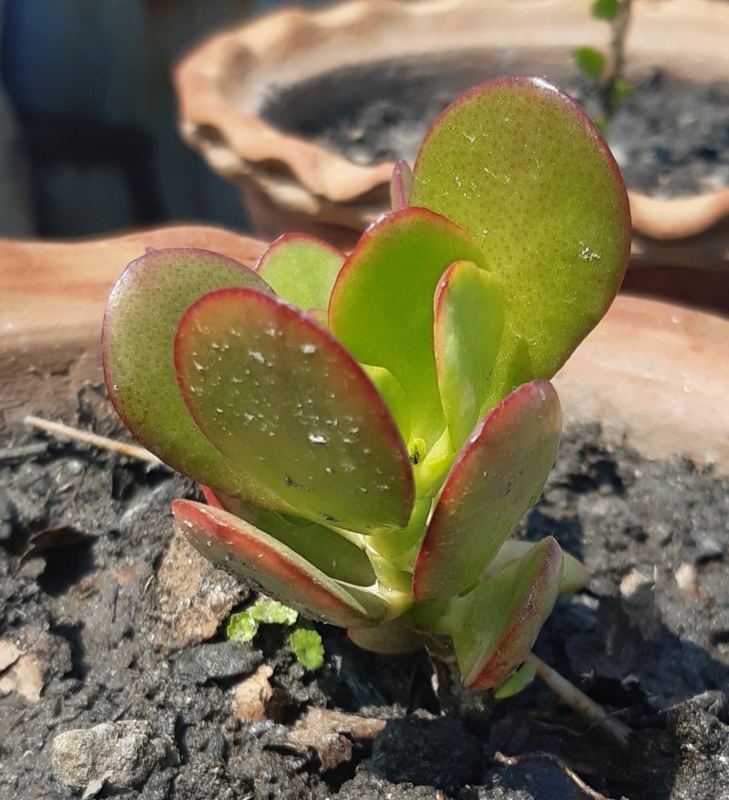 Crassula arborescens