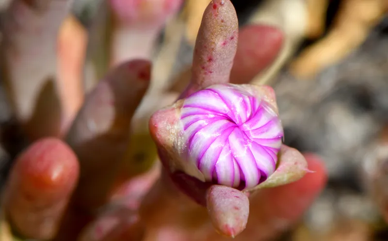 Disphyma crassifolium