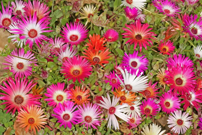 Dorotheanthus bellidiformis