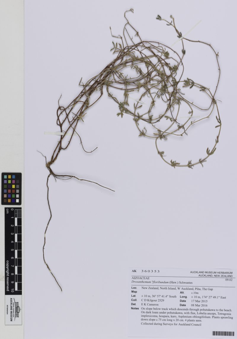 Drosanthemum floribundum