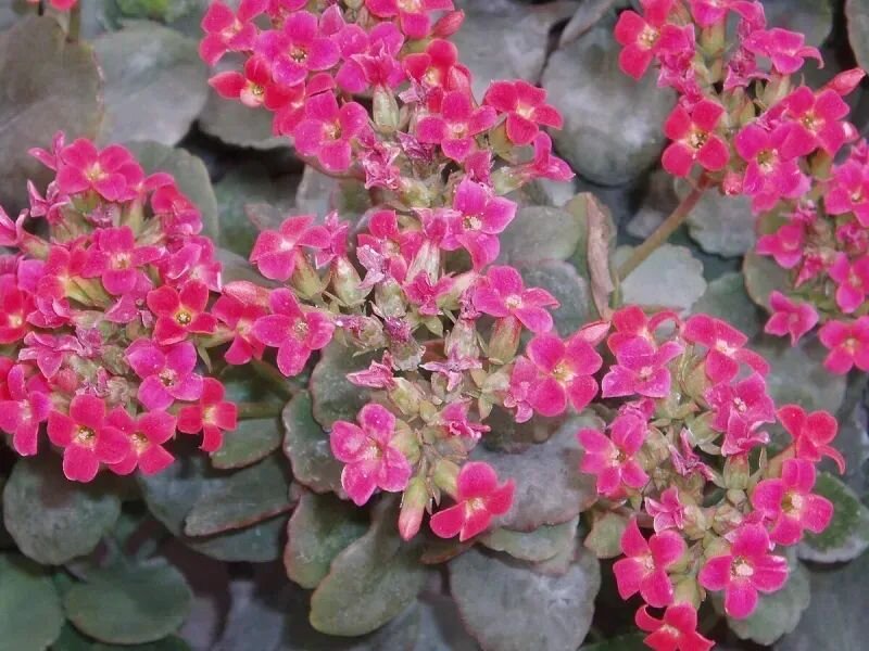 Kalanchoe blossfeldiana