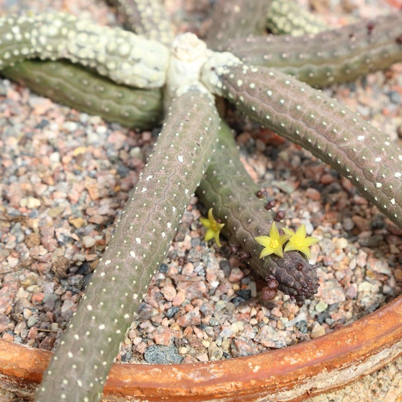 Echidnopsis cereiformis