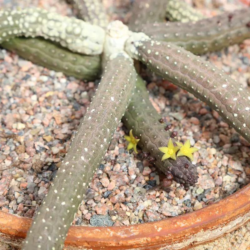 Echidnopsis cereiformis