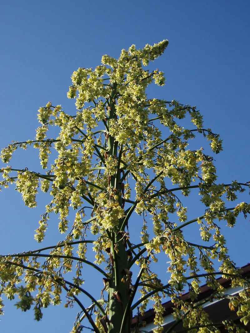 Furcraea bedinghausii