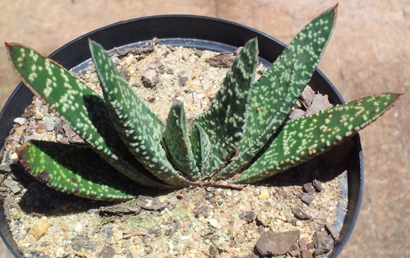 Gasteria verrucosa