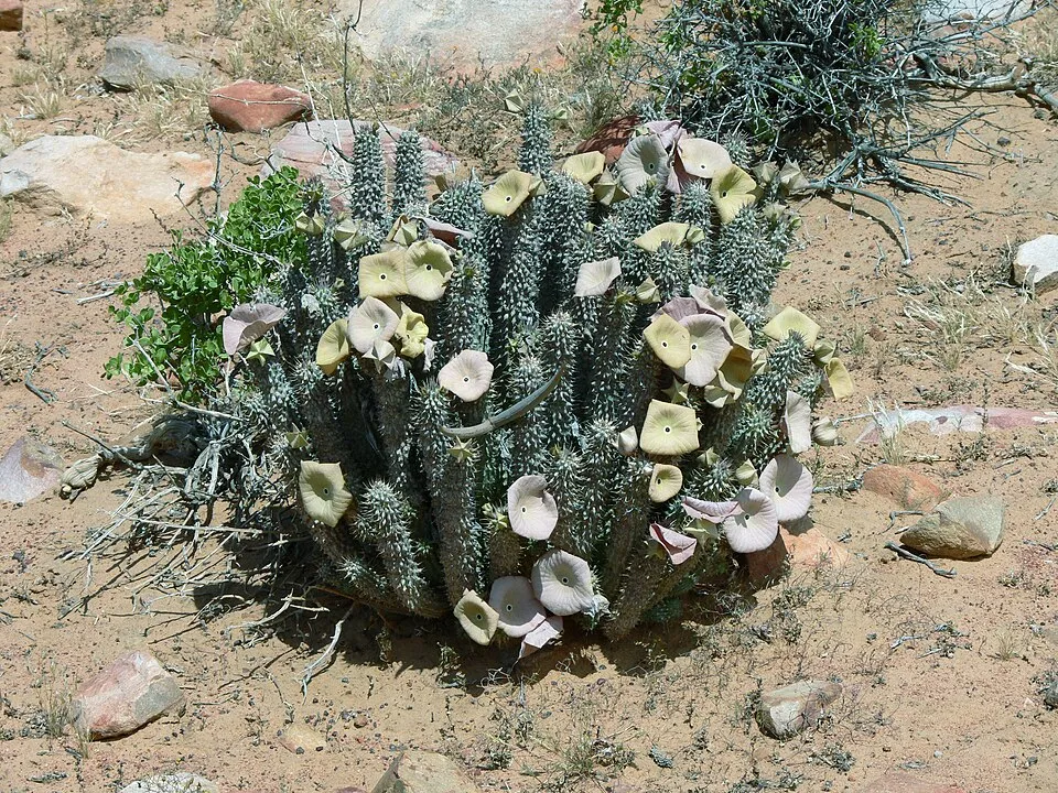 Hoodia spp
