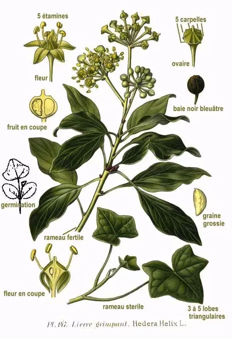 Hedera helix