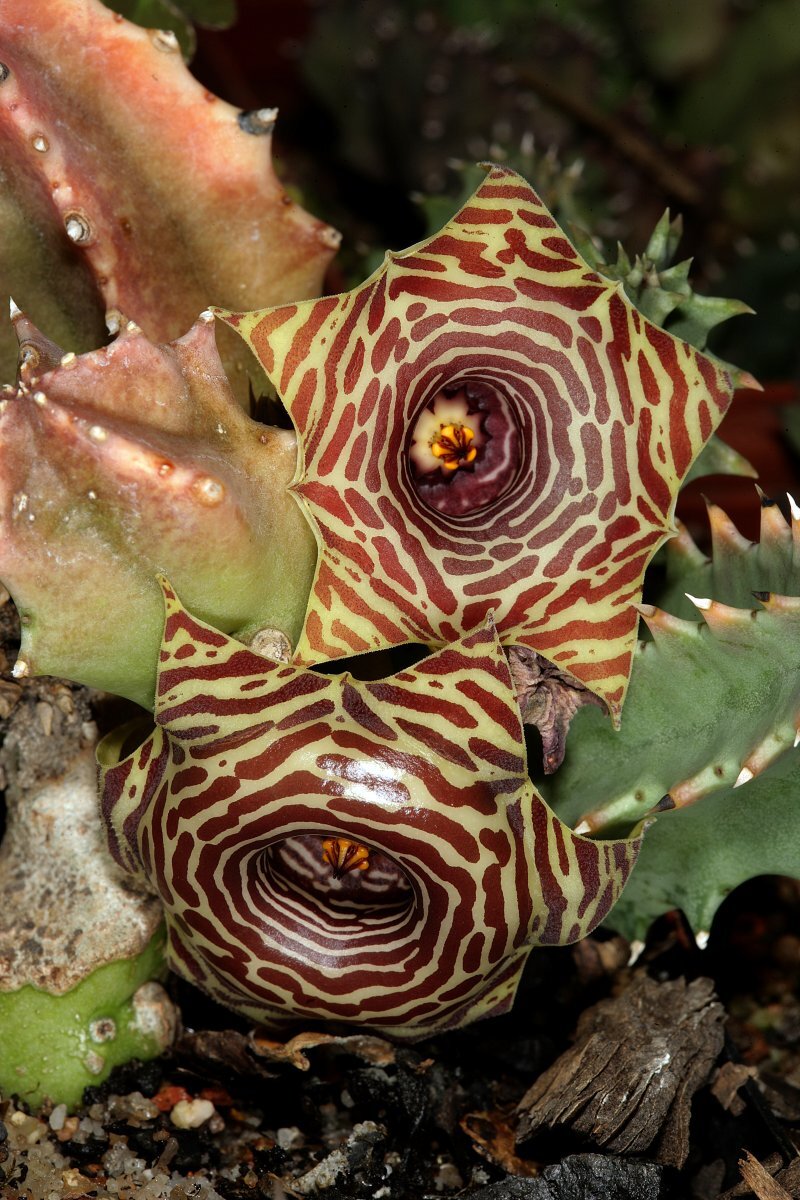 Huernia zebrina