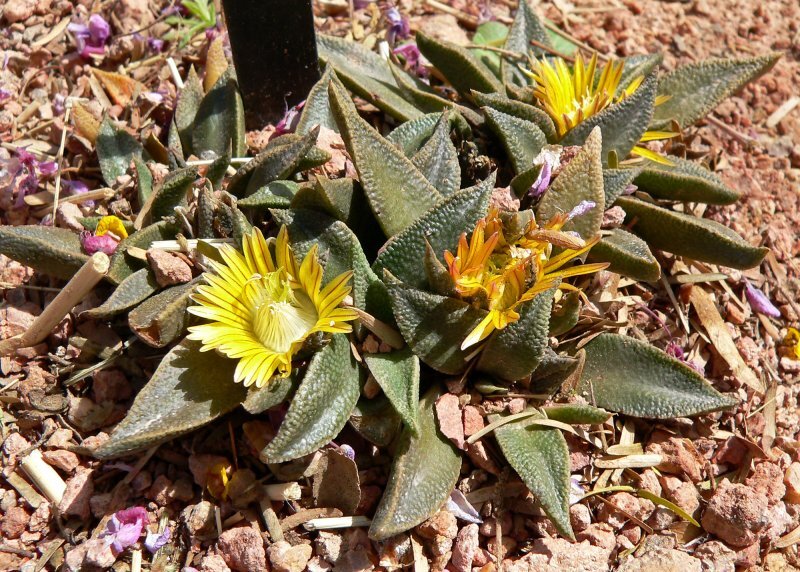 Nananthus transvaalensis