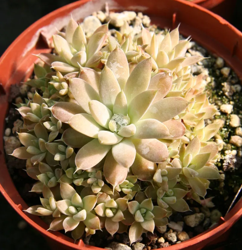Orostachys spp