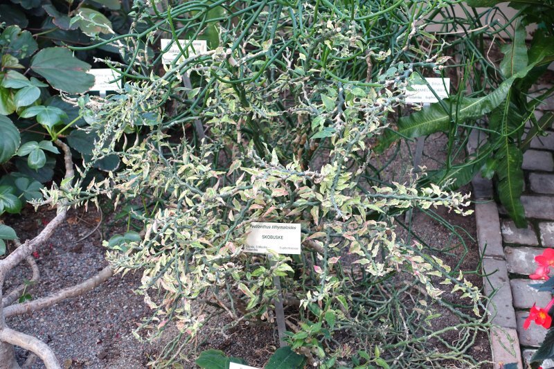 Pedilanthus tithymaloides