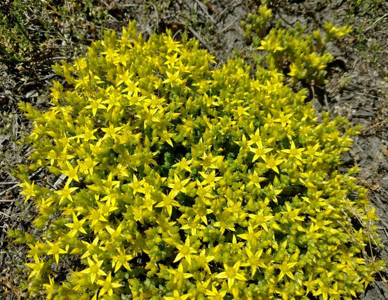 Sedum acre