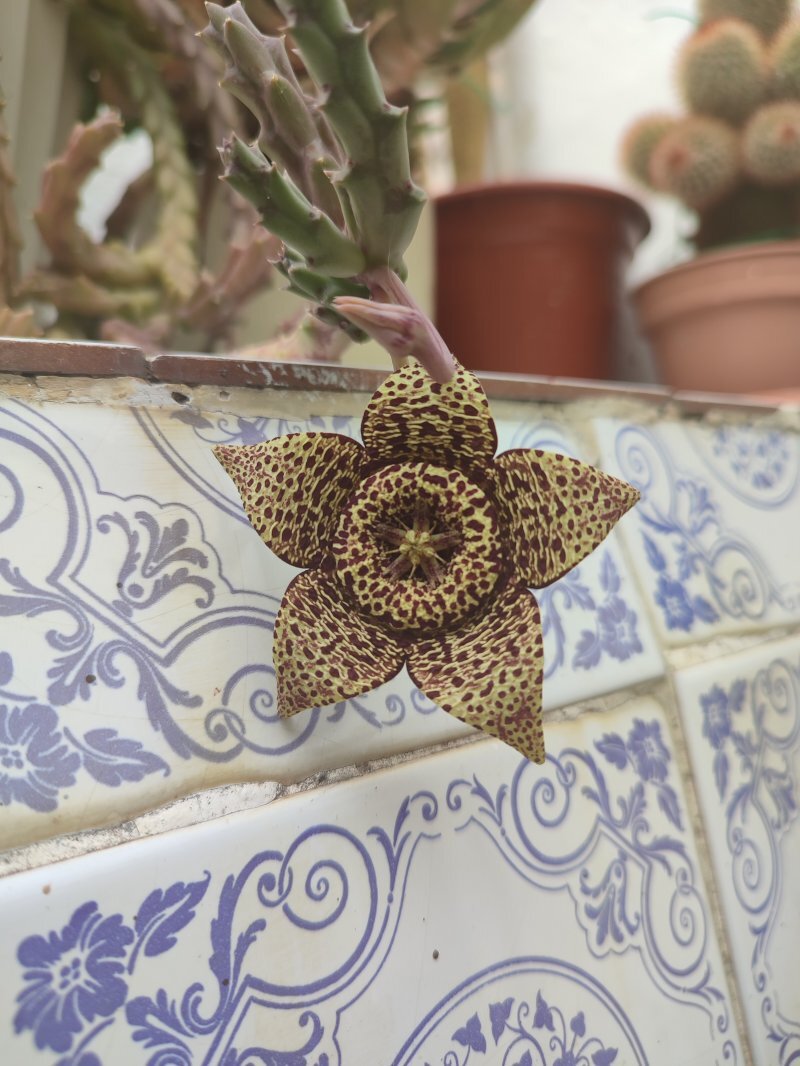 Stapelia variegata