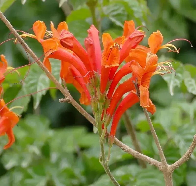 Tecoma capensis