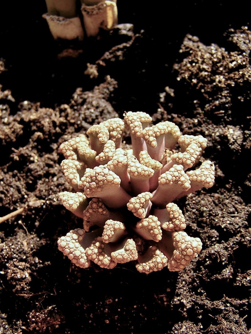 Titanopsis calcarea